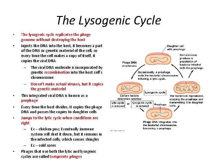 The Lysogenic Cycle • • The lysogenic cycle replicates the phage genome without destroying