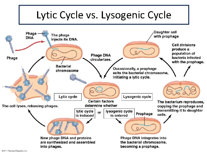 Lytic Cycle vs. Lysogenic Cycle 
