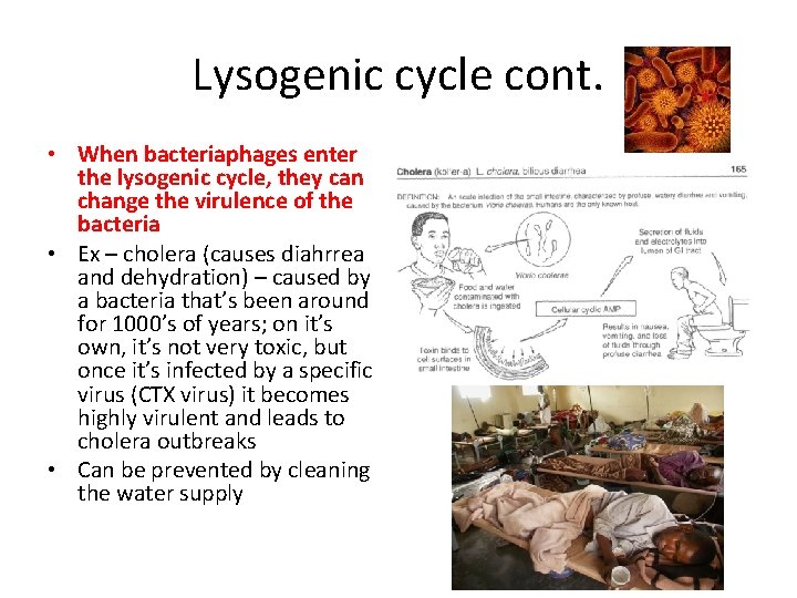 Lysogenic cycle cont. • When bacteriaphages enter the lysogenic cycle, they can change the