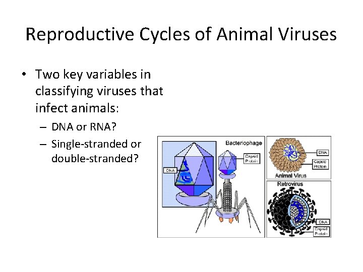 Reproductive Cycles of Animal Viruses • Two key variables in classifying viruses that infect