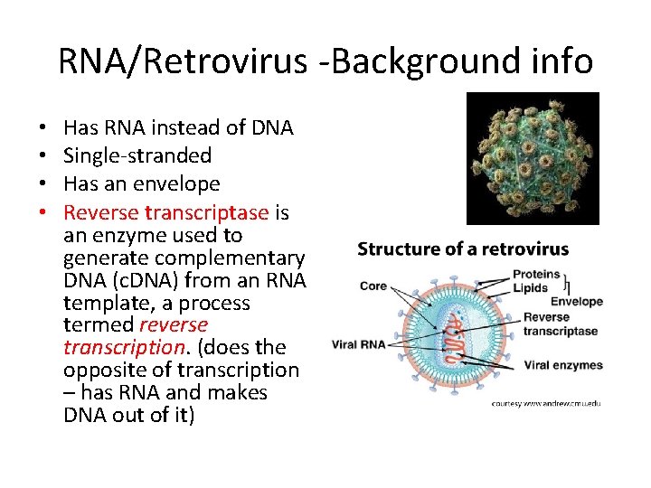 RNA/Retrovirus -Background info • • Has RNA instead of DNA Single-stranded Has an envelope