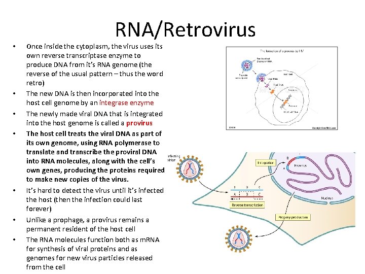  • • RNA/Retrovirus Once inside the cytoplasm, the virus uses its own reverse