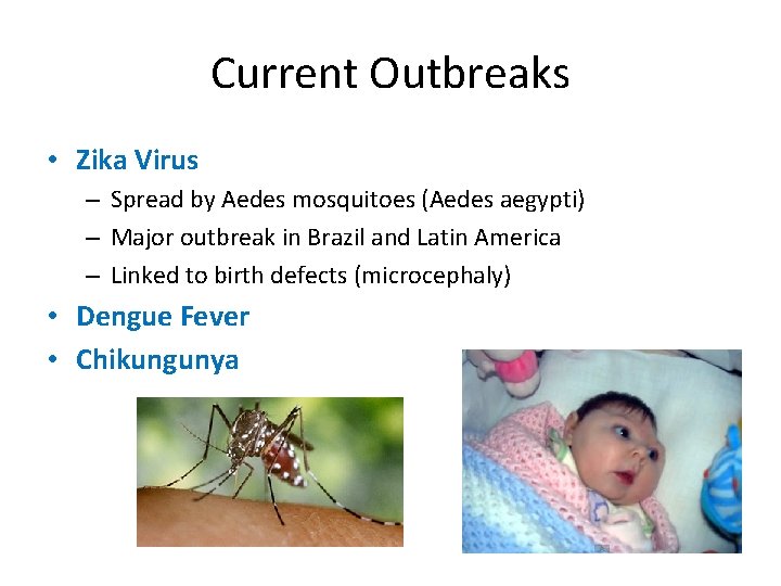 Current Outbreaks • Zika Virus – Spread by Aedes mosquitoes (Aedes aegypti) – Major