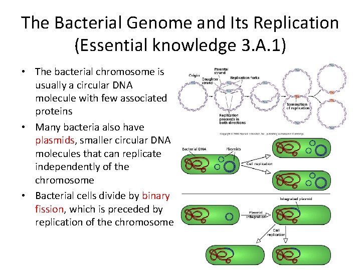 The Bacterial Genome and Its Replication (Essential knowledge 3. A. 1) • The bacterial