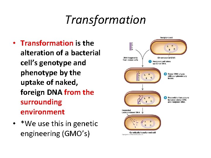 Transformation • Transformation is the alteration of a bacterial cell’s genotype and phenotype by