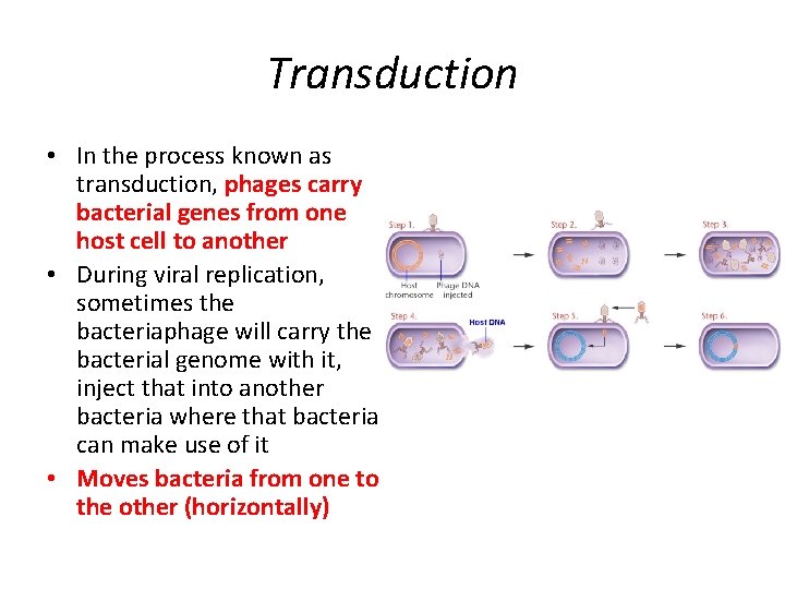 Transduction • In the process known as transduction, phages carry bacterial genes from one