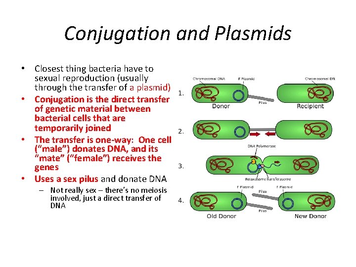 Conjugation and Plasmids • Closest thing bacteria have to sexual reproduction (usually through the