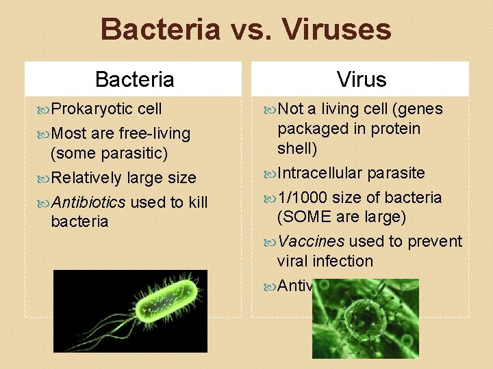 Bacteria vs. Viruses Bacteria Prokaryotic cell Most are free-living (some parasitic) Relatively large size