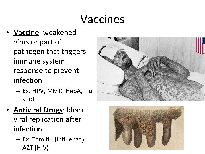 Vaccines • Vaccine: weakened virus or part of pathogen that triggers immune system response