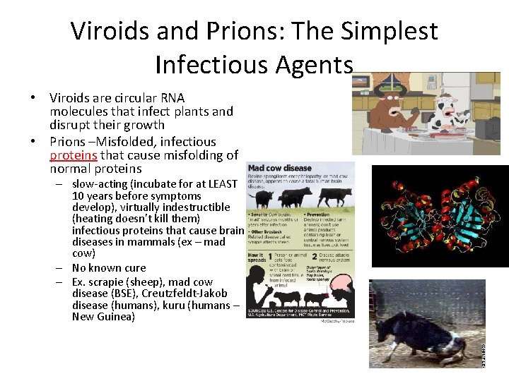 Viroids and Prions: The Simplest Infectious Agents • Viroids are circular RNA molecules that