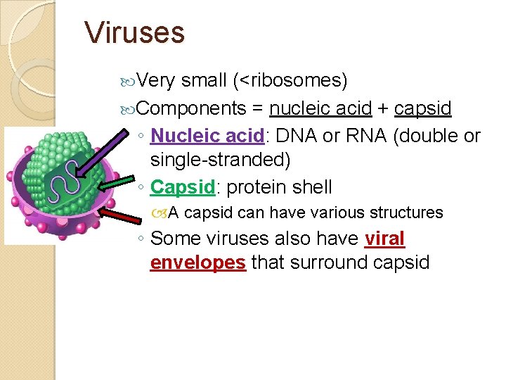 Viruses Very small (<ribosomes) Components = nucleic acid + capsid ◦ Nucleic acid: DNA