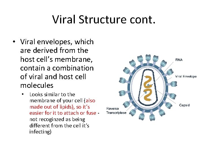 Viral Structure cont. • Viral envelopes, which are derived from the host cell’s membrane,