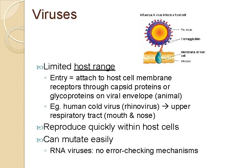 Viruses Limited host range ◦ Entry = attach to host cell membrane receptors through