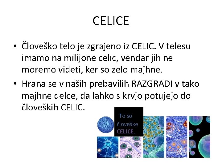 CELICE • Človeško telo je zgrajeno iz CELIC. V telesu imamo na milijone celic,