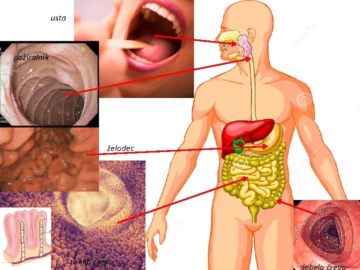 usta požiralnik želodec tanko črevo debelo črevo 