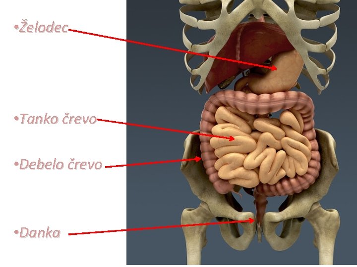  • Želodec • Tanko črevo • Debelo črevo • Danka 