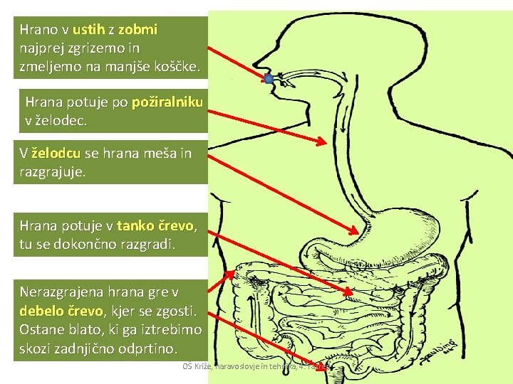 Hrano v ustih z zobmi najprej zgrizemo in zmeljemo na manjše koščke. Hrana potuje