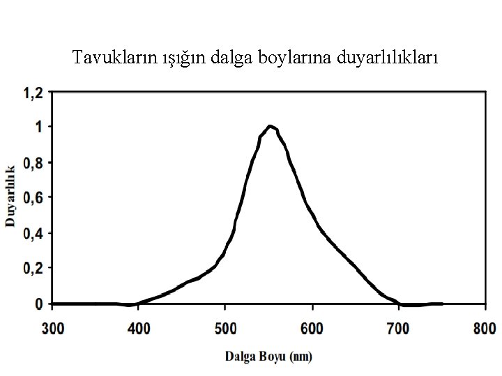 Tavukların ışığın dalga boylarına duyarlılıkları 