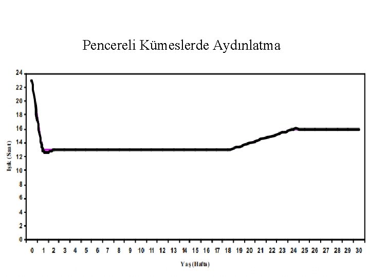 Pencereli Kümeslerde Aydınlatma 