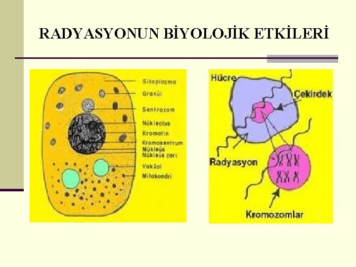 RADYASYONUN BİYOLOJİK ETKİLERİ 