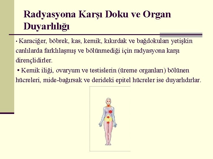 Radyasyona Karşı Doku ve Organ Duyarlılığı • Karaciğer, böbrek, kas, kemik, kıkırdak ve bağdokuları