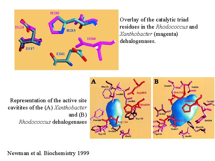 Overlay of the catalytic triad residues in the Rhodococcus and Xanthobacter (magenta) dehalogenases. Representation