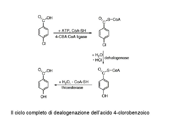 Il ciclo completo di dealogenazione dell’acido 4 -clorobenzoico 