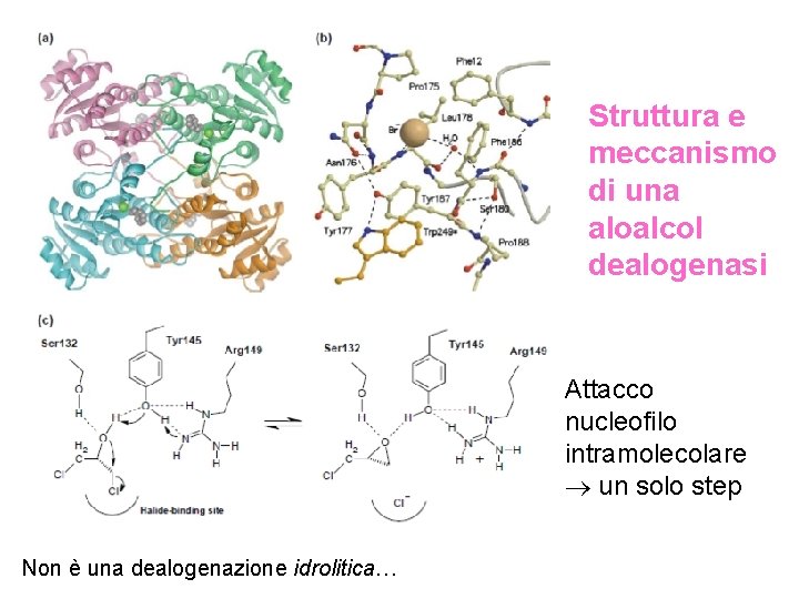 Struttura e meccanismo di una aloalcol dealogenasi Attacco nucleofilo intramolecolare un solo step Non