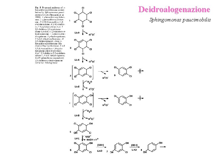 Deidroalogenazione Sphingomonas paucimobilis 