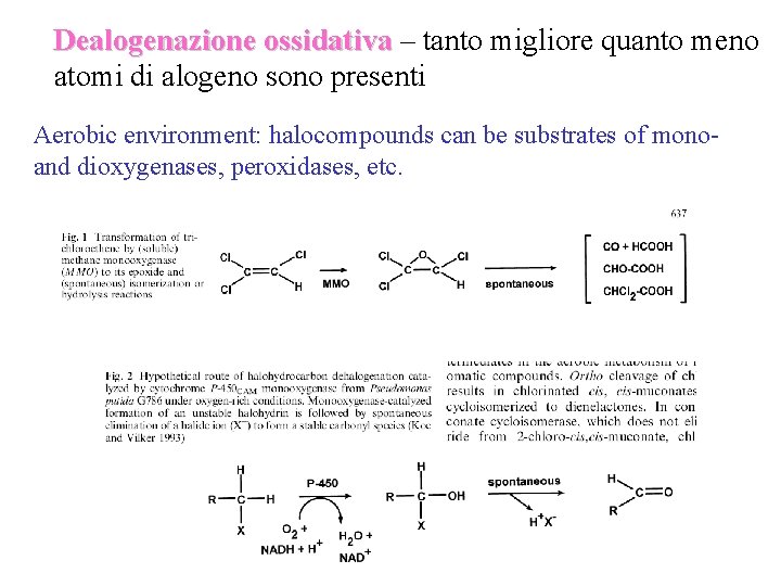 Dealogenazione ossidativa – tanto migliore quanto meno atomi di alogeno sono presenti Aerobic environment: