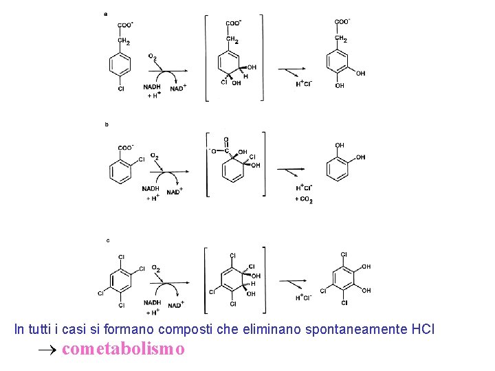 In tutti i casi si formano composti che eliminano spontaneamente HCl cometabolismo 