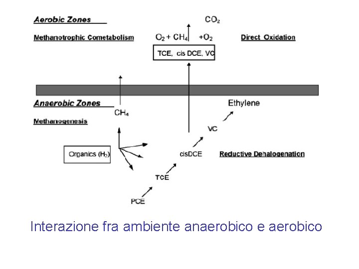 Interazione fra ambiente anaerobico e aerobico 