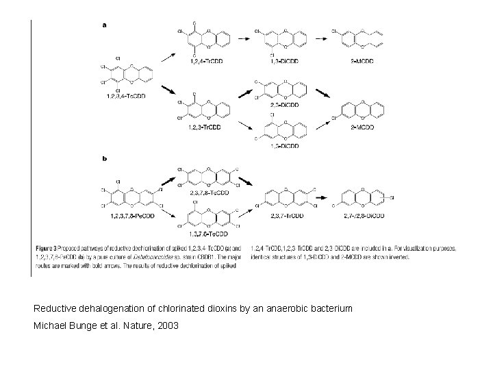 Reductive dehalogenation of chlorinated dioxins by an anaerobic bacterium Michael Bunge et al. Nature,