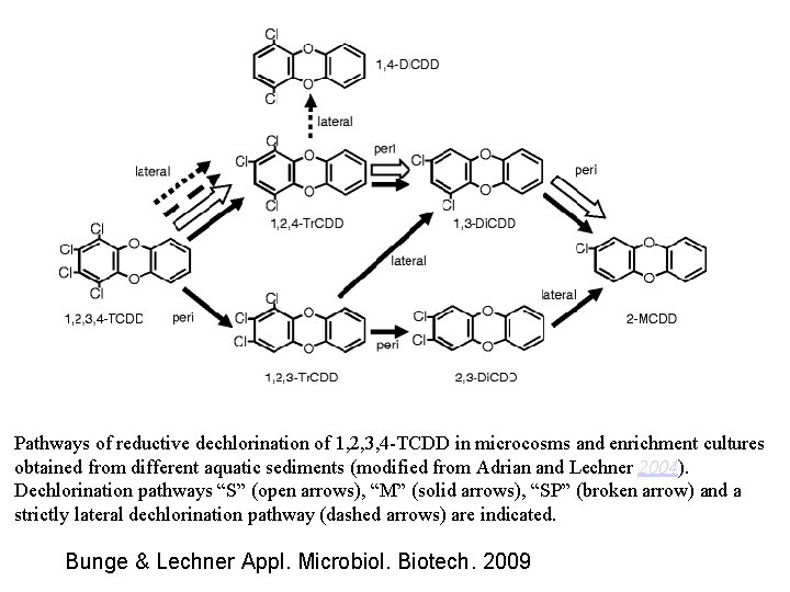 Pathways of reductive dechlorination of 1, 2, 3, 4 -TCDD in microcosms and enrichment