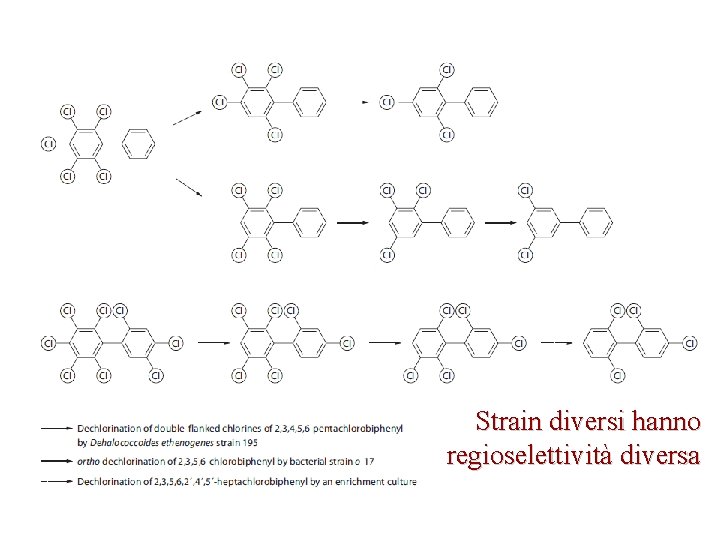 Strain diversi hanno regioselettività diversa 