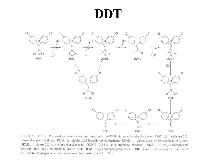 DDT 