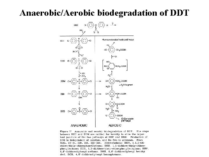 Anaerobic/Aerobic biodegradation of DDT 