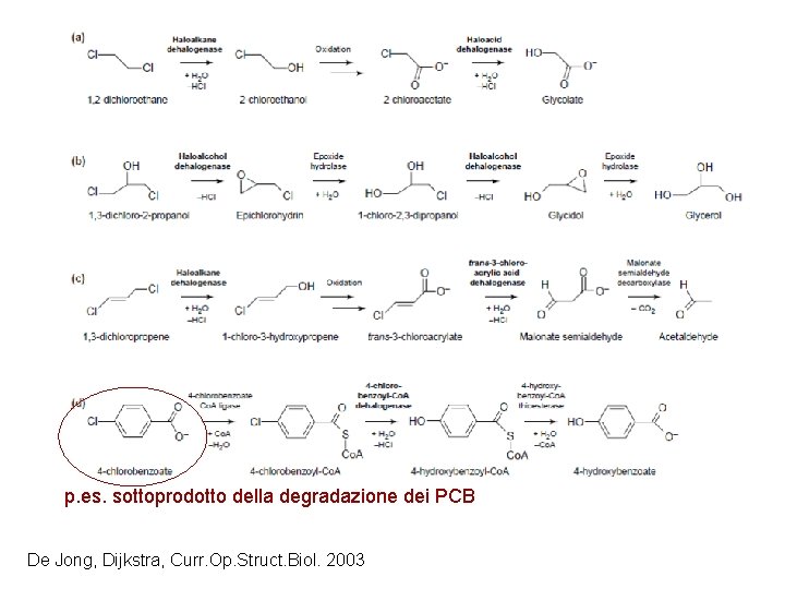 p. es. sottoprodotto della degradazione dei PCB De Jong, Dijkstra, Curr. Op. Struct. Biol.