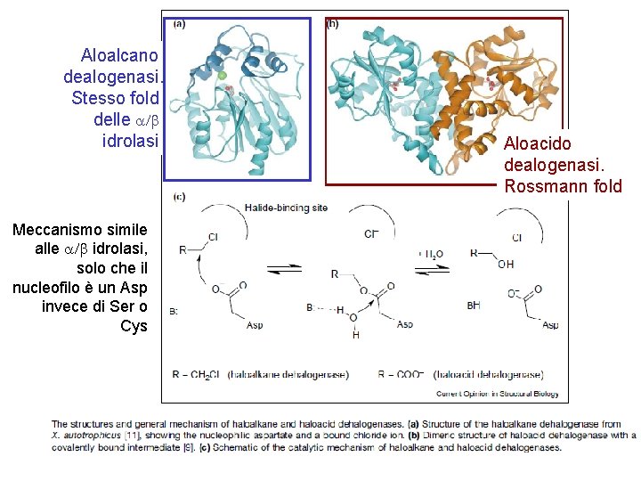 Aloalcano dealogenasi. Stesso fold delle a/b idrolasi Meccanismo simile alle a/b idrolasi, solo che