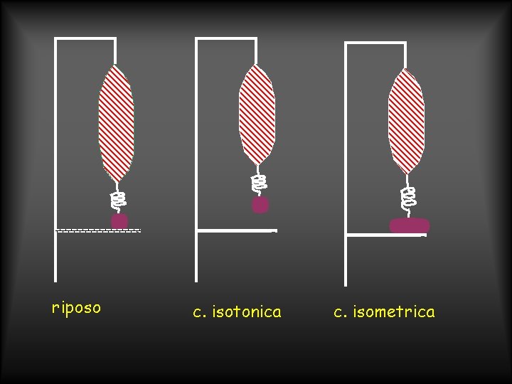 riposo c. isotonica c. isometrica 