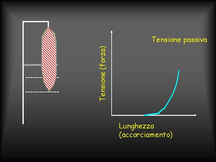 Tensione (forza) Tensione passiva Lunghezza (accorciamento) 