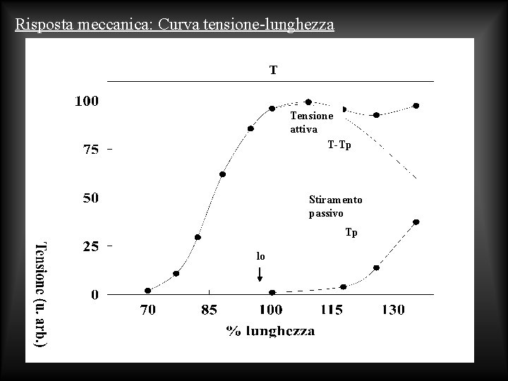 Risposta meccanica: Curva tensione-lunghezza T Tensione attiva T-Tp Stiramento passivo Tp lo 