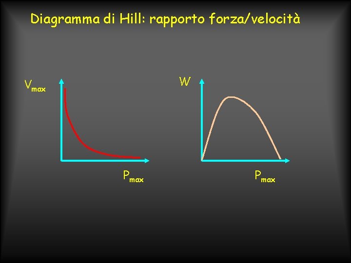 Diagramma di Hill: rapporto forza/velocità W Vmax Pmax 