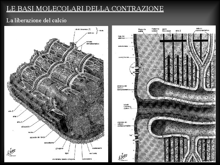 LE BASI MOLECOLARI DELLA CONTRAZIONE La liberazione del calcio 