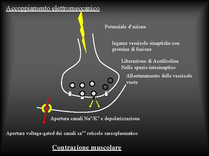 Accoppiamento elettromeccanico Potenziale d’azione legame vescicole sinaptiche con proteine di fusione Liberazione di Acetilcolina