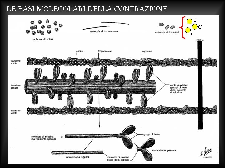 LE BASI MOLECOLARI DELLA CONTRAZIONE i C t 