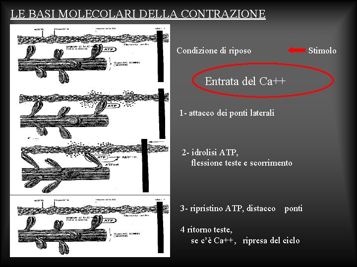 LE BASI MOLECOLARI DELLA CONTRAZIONE Stimolo Condizione di riposo Entrata del Ca++ 1 -