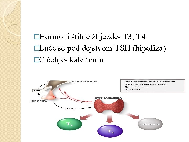 �Hormoni štitne žlijezde- T 3, T 4 �Luče se pod dejstvom TSH (hipofiza) �C