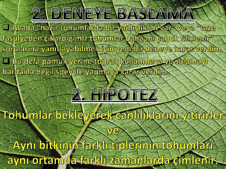 2. DENEYE BAŞLAMA q Acaba “hazır tohumlarda bir yanlışlık mı var” veya “taze fasülyeden