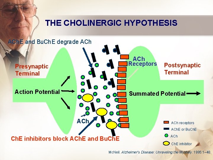 THE CHOLINERGIC HYPOTHESIS ACh. E and Bu. Ch. E degrade ACh Receptors Presynaptic Terminal
